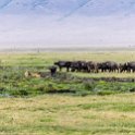 TZA ARU Ngorongoro 2016DEC26 Crater 040 : 2016, 2016 - African Adventures, Africa, Arusha, Crater, Date, December, Eastern, Mandusi Hippo Pool, Month, Ngorongoro, Places, Tanzania, Trips, Year